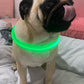 LED-Hundehalsband mit USB für die Nacht