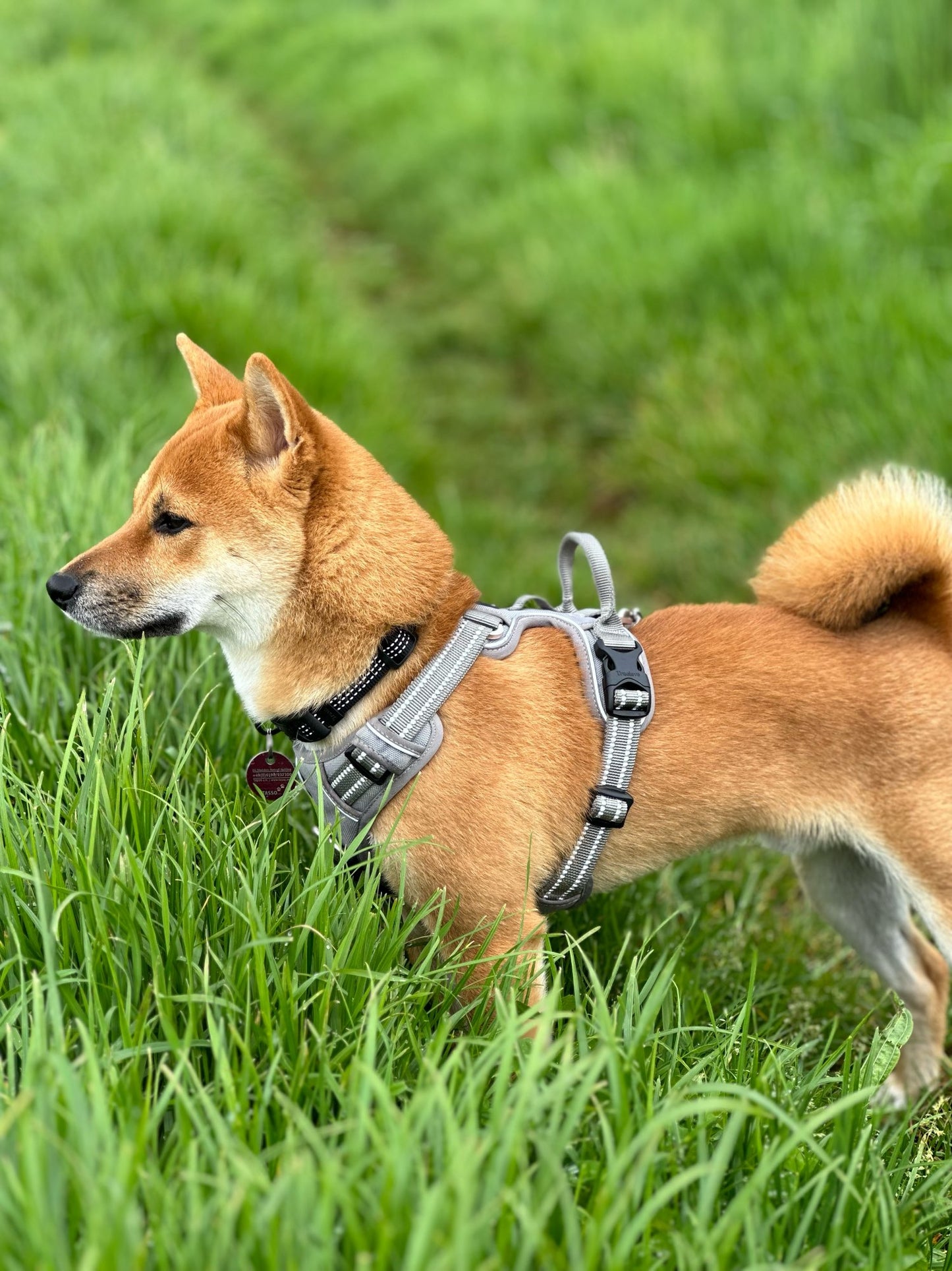 Reflective dog harness with 3M reflection