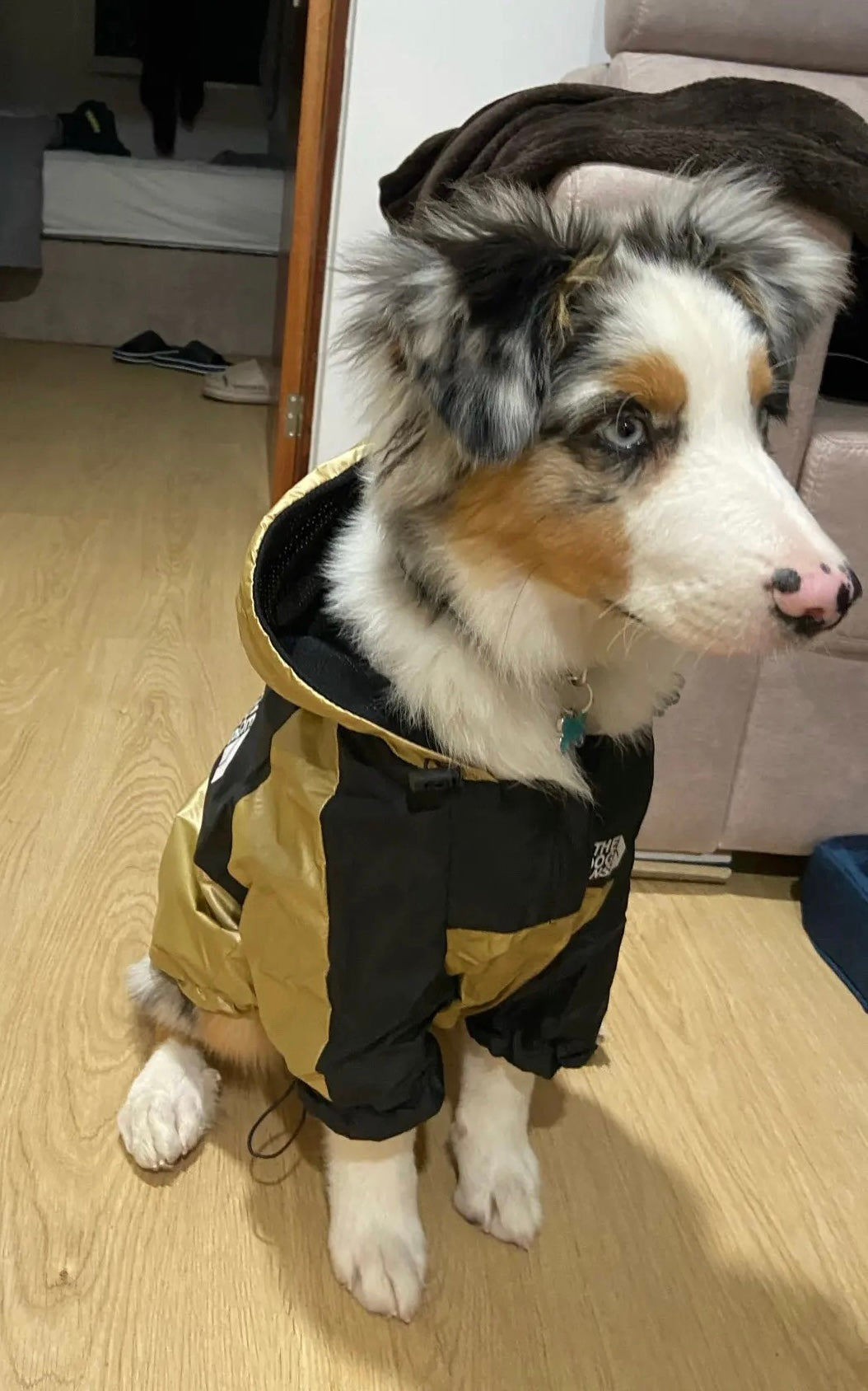 Wasserdichte Hundejacke mit Kapuze „Space Edition“, gold metallic, Rot, schwarz