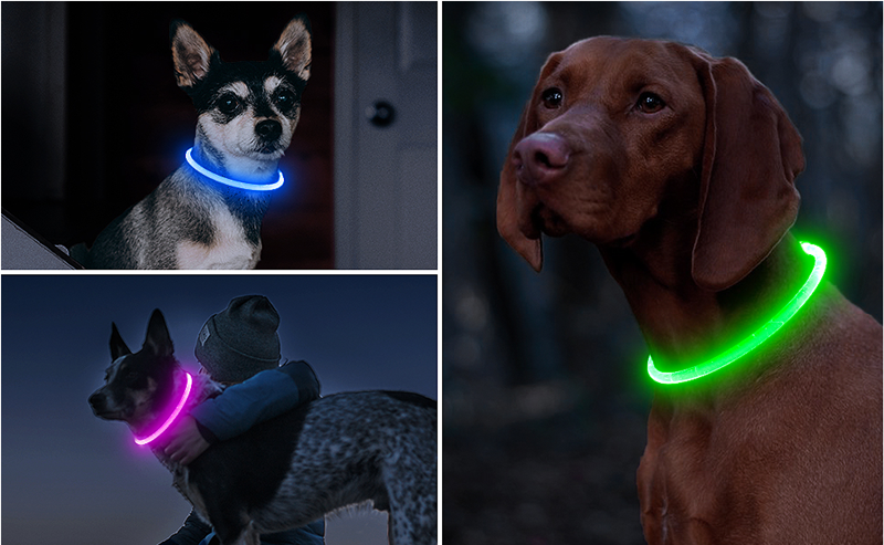 LED-Hundehalsband mit USB für die Nacht