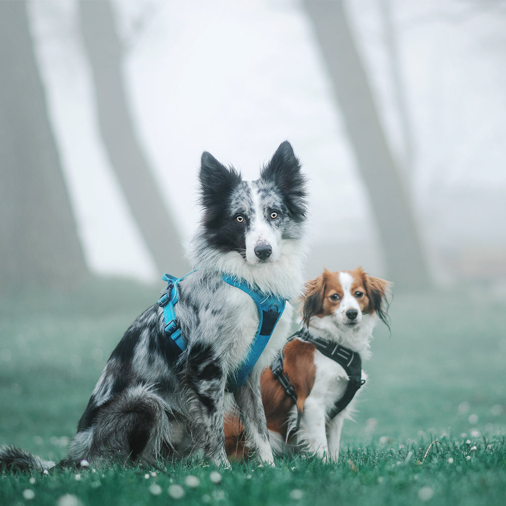 Harnais réfléchissant pour chien avec réflexion 3M