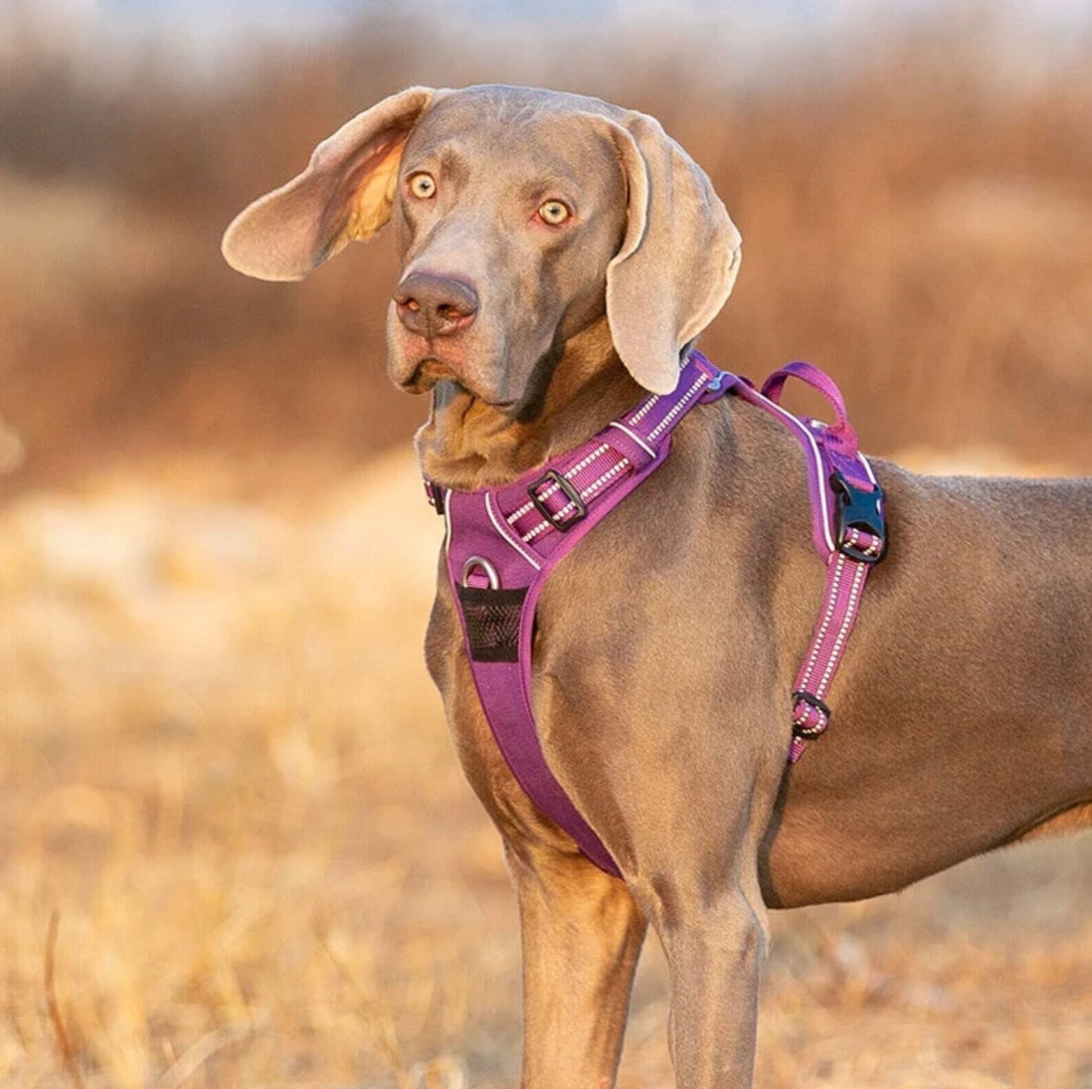 Reflektierendes Hundegeschirr mit 3M Reflexion