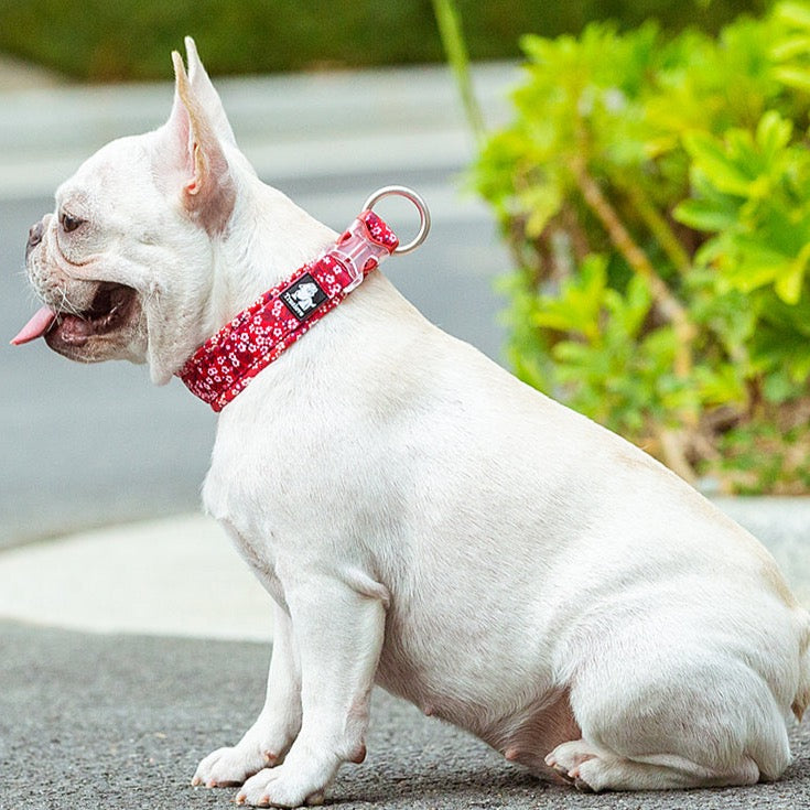 Hundehalsband Flower Spring "POPPY RED" Limited Edition